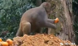 猴子爆料最新视频大全集